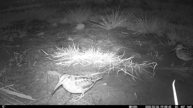 Гаршнеп - ML647169769