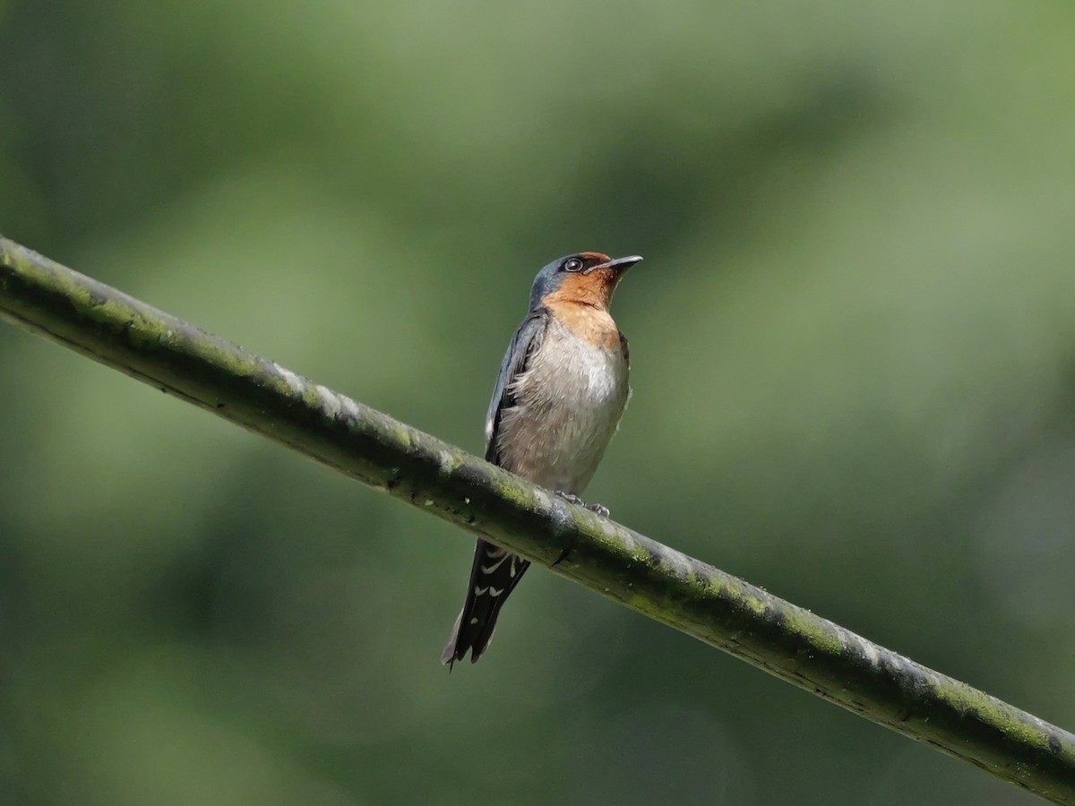 vlaštovka pacifická - ML647169793