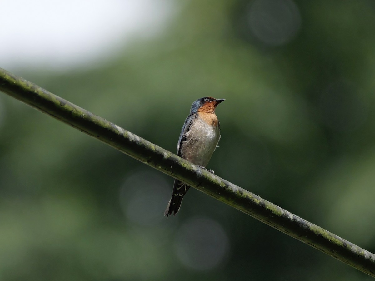 vlaštovka pacifická - ML647169794