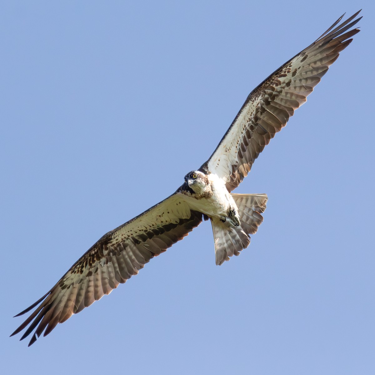 Osprey - ML647169808