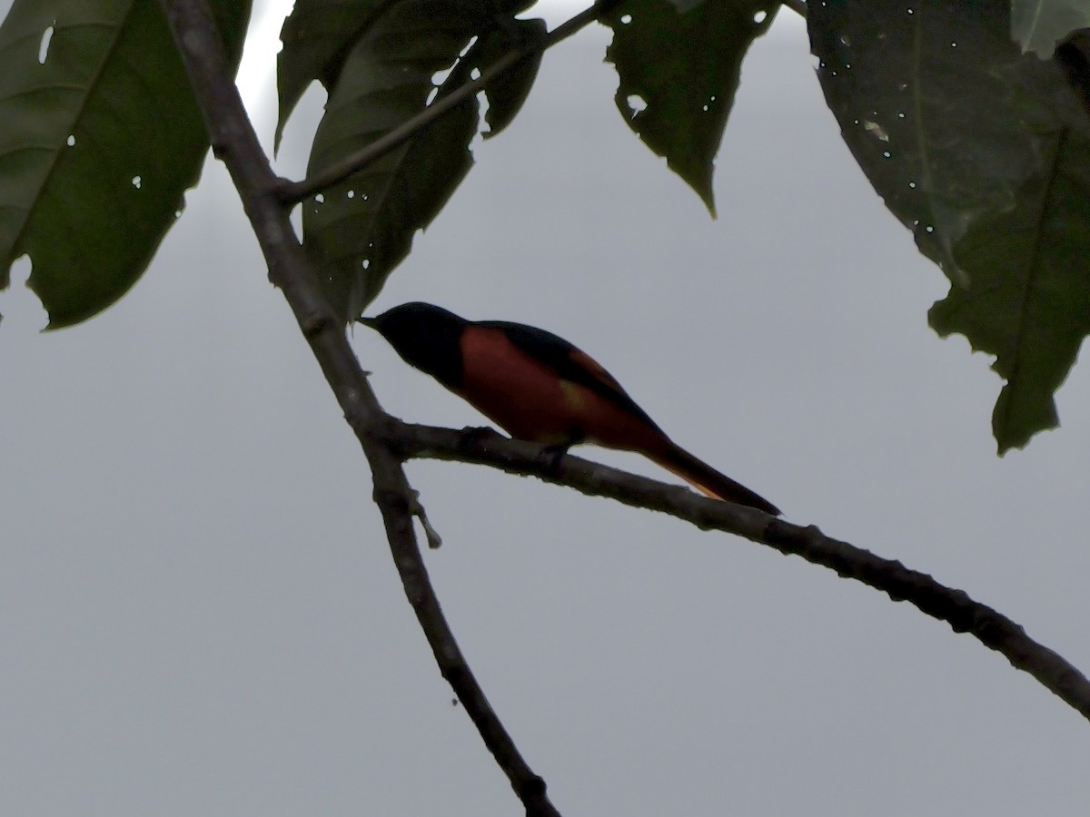 Fiery Minivet - ML647169809