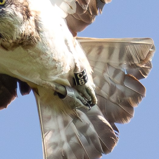 Osprey - ML647169810