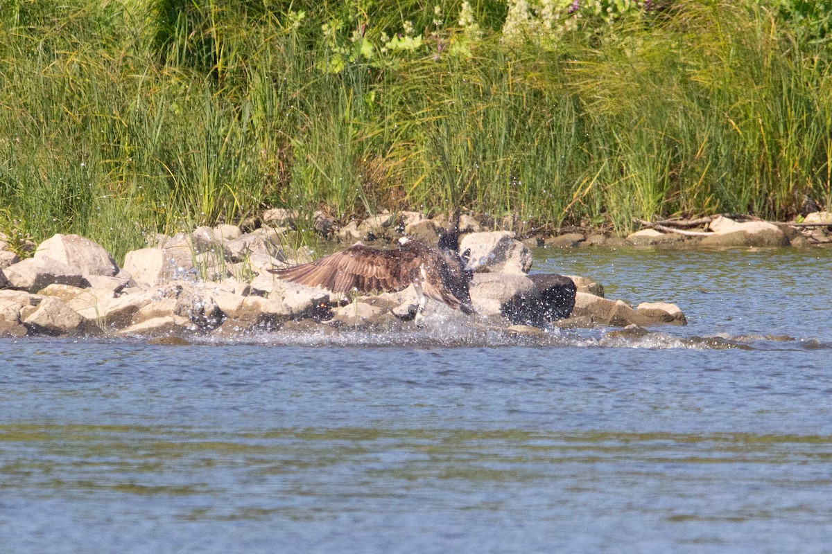 Osprey - ML647169811