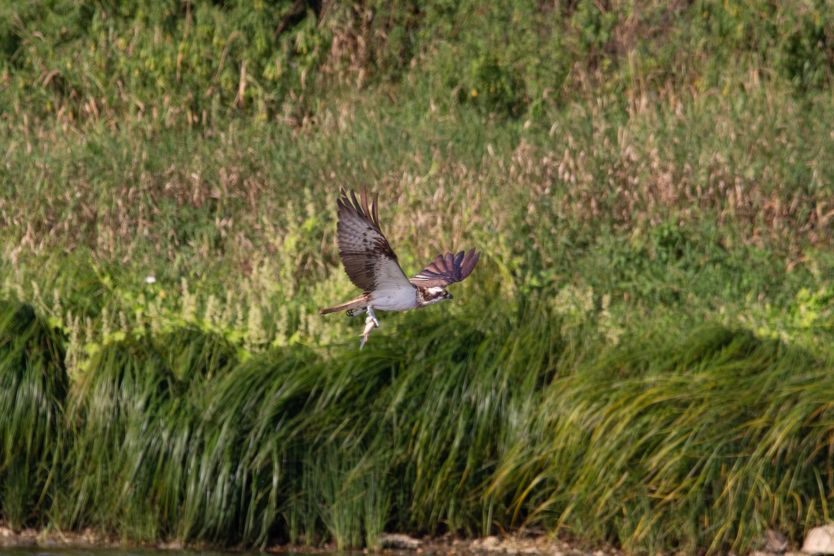 Osprey - ML647169812