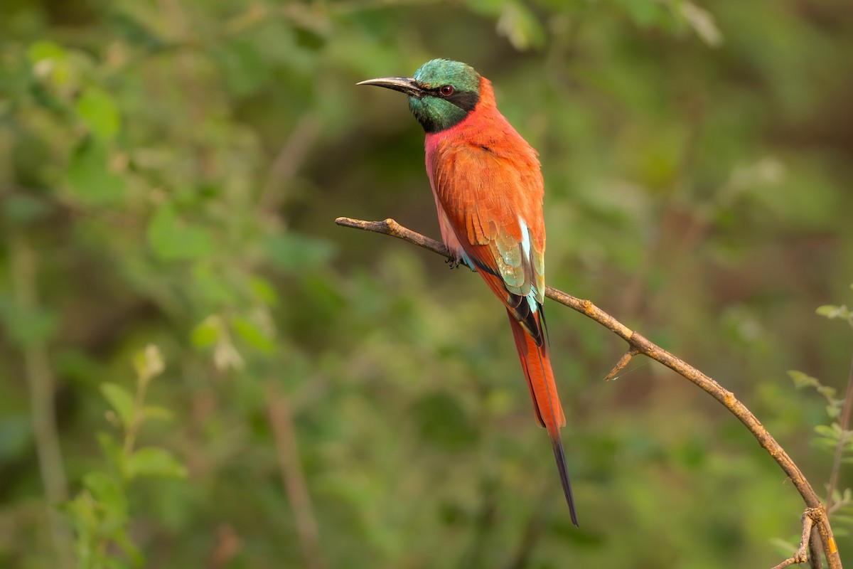 Northern Carmine Bee-eater - ML647169815