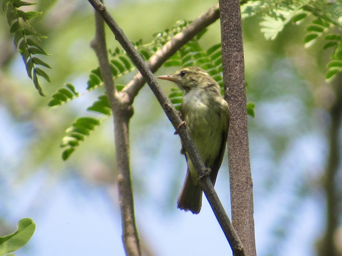 Two-barred Warbler - ML647169831