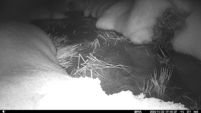 Гаршнеп - ML647169838