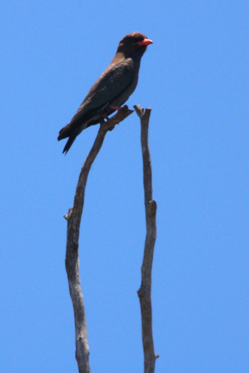 ブッポウソウ - ML647169842