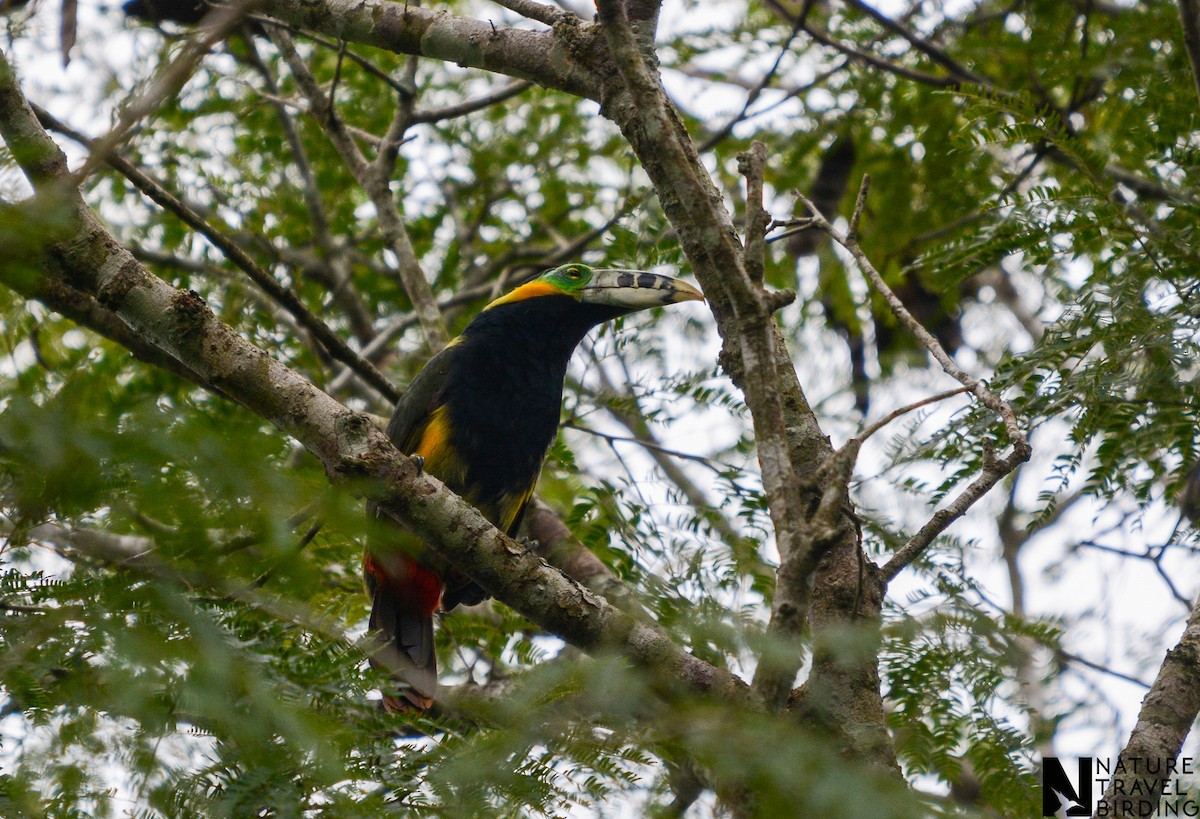 Spot-billed Toucanet - ML647169847