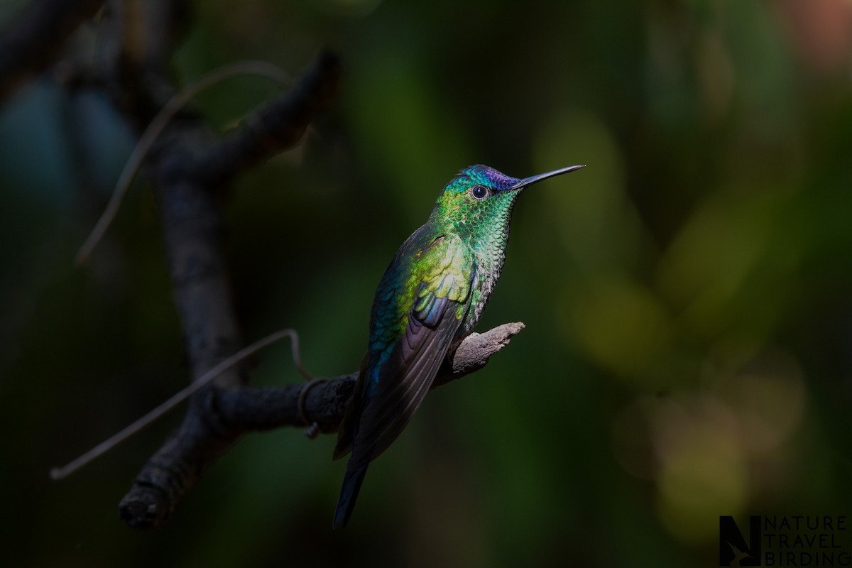 Violet-capped Woodnymph - ML647169858