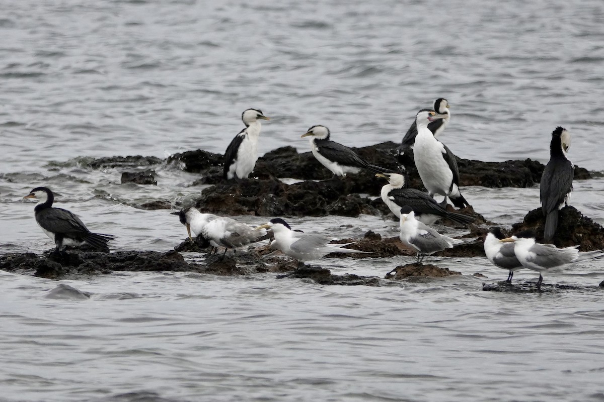 マミジロウ - ML647169862