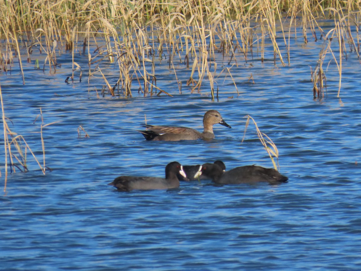 Gadwall - ML647169869