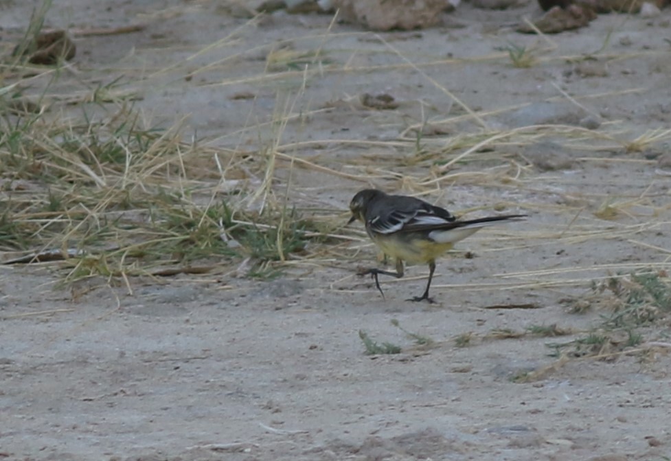 Citrine Wagtail - ML647169871