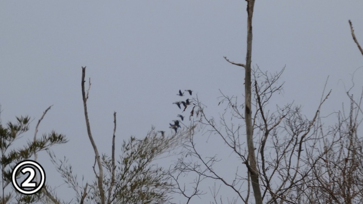Greater White-fronted Goose - ML647169872