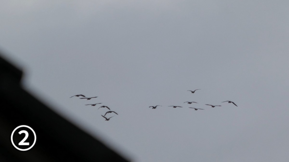 Greater White-fronted Goose - ML647169873