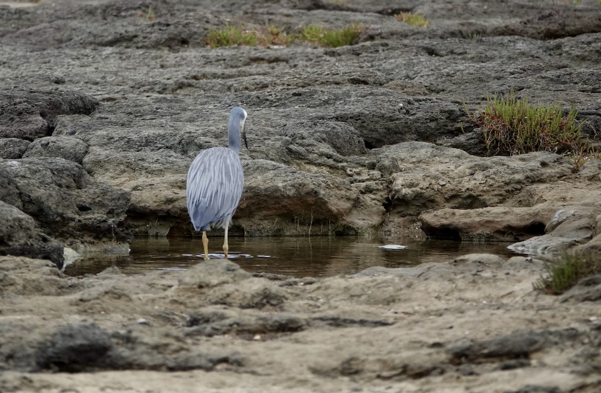 カオジロサギ - ML647169876