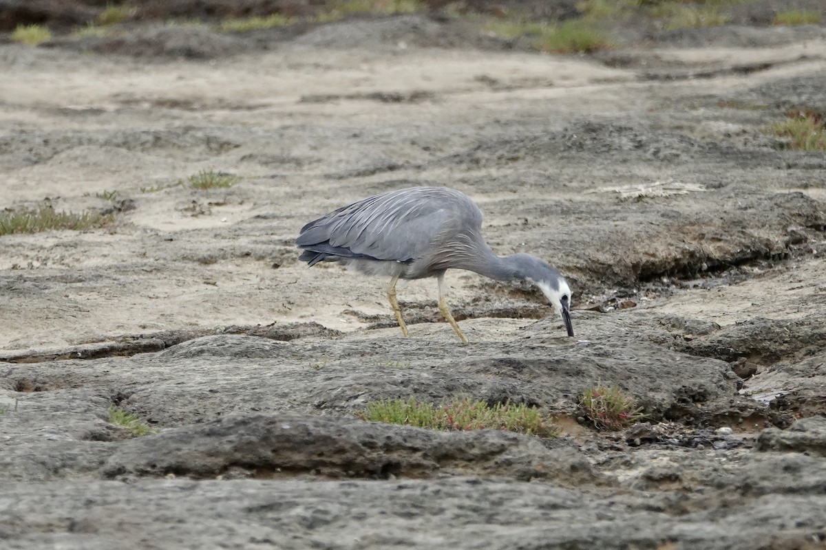 カオジロサギ - ML647169877