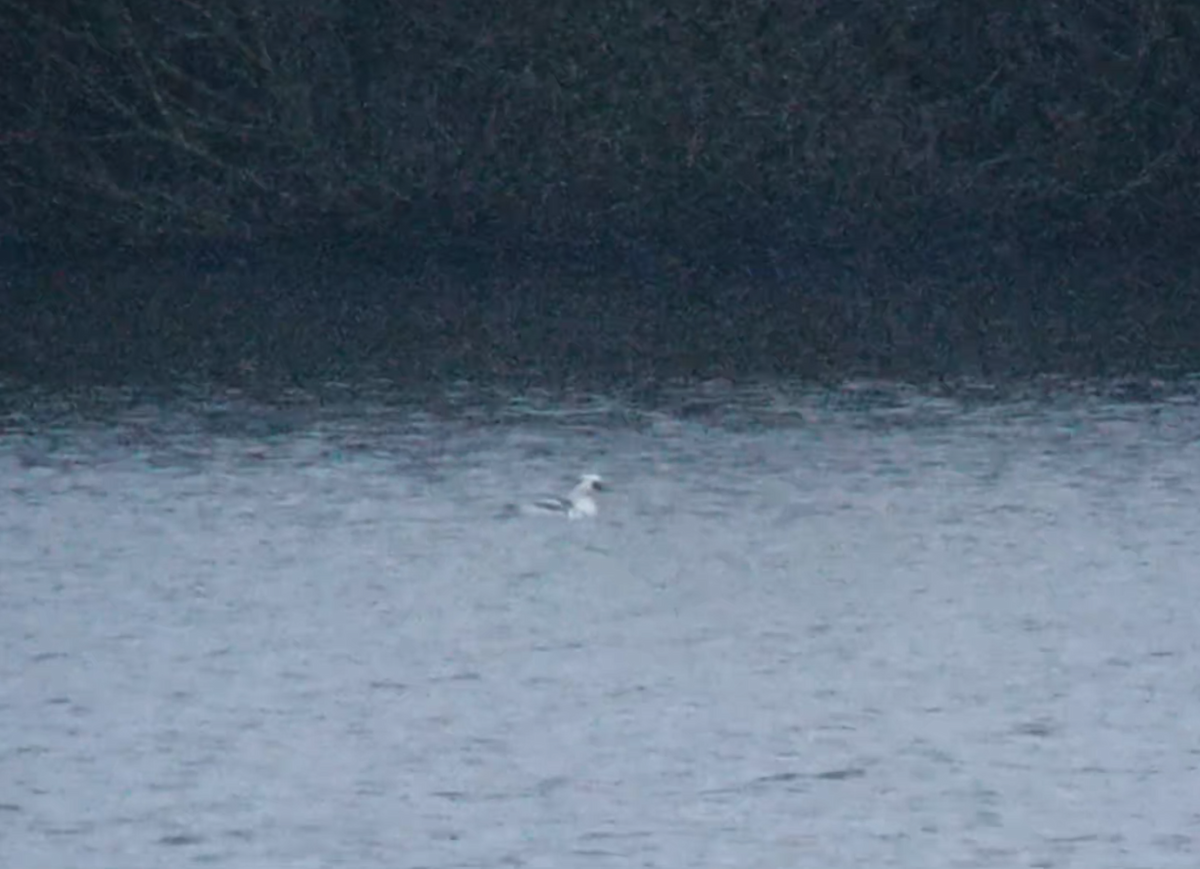 מרגון גמדי - ML647169879