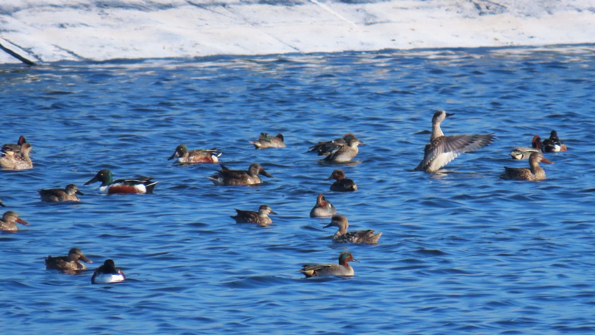 Marbled Duck - ML647169882