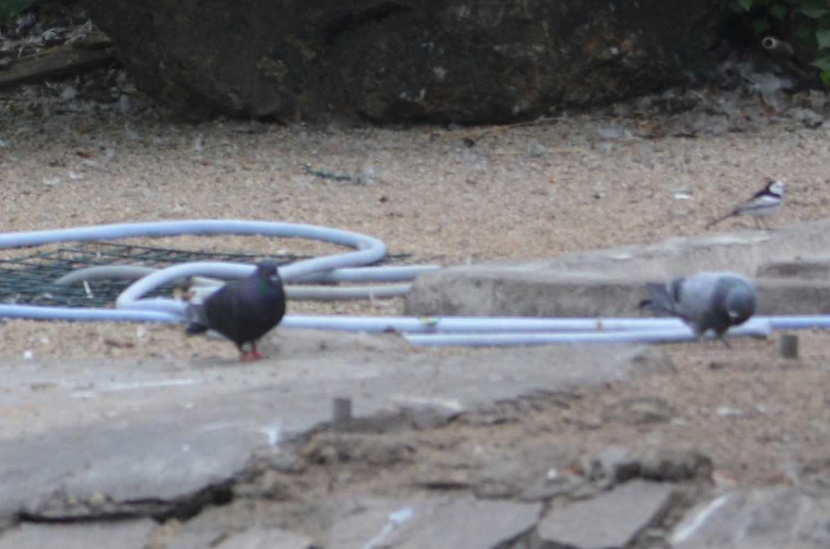 Голуб сизий (міський) - ML647169885