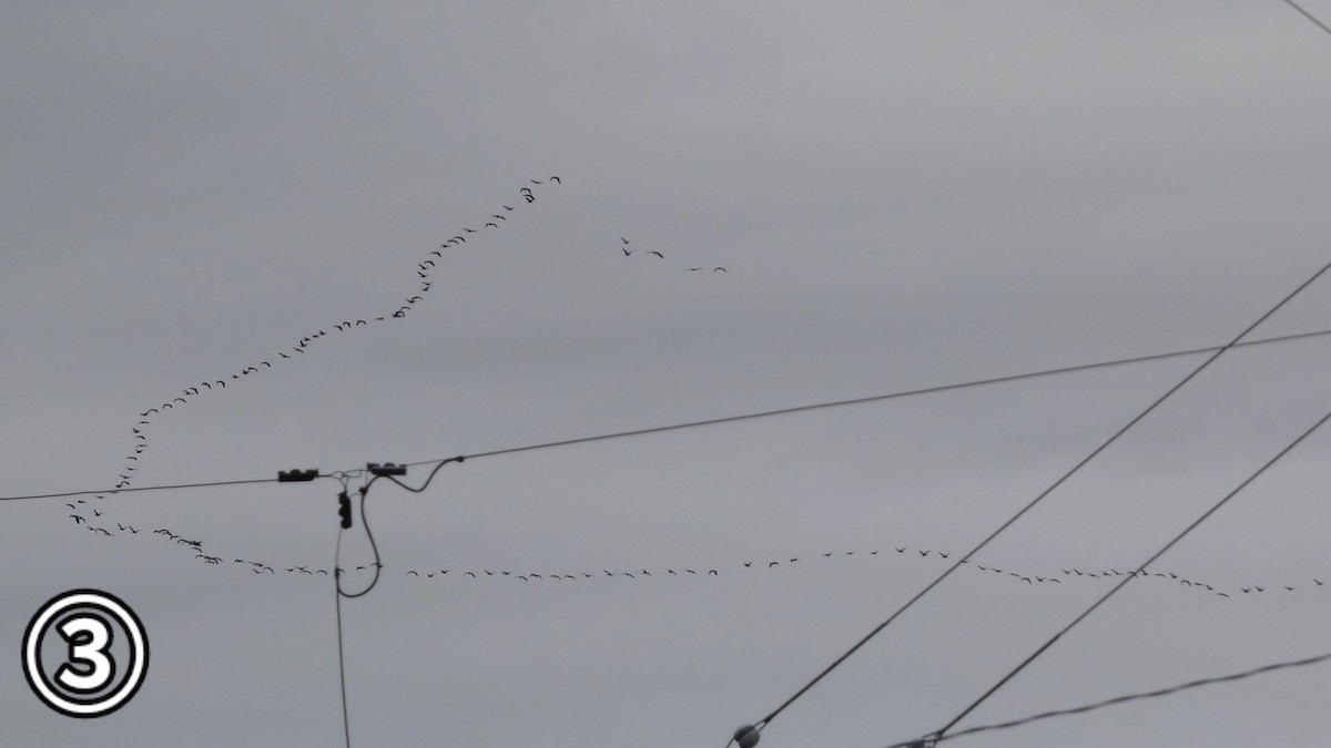 Greater White-fronted Goose - ML647169887