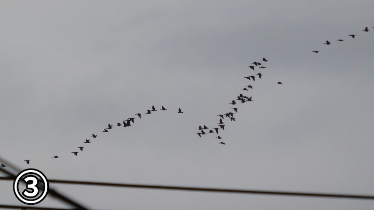 Greater White-fronted Goose - ML647169888