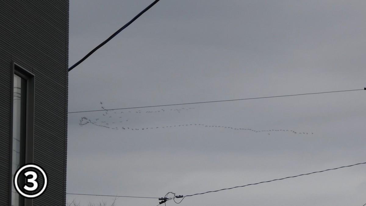 Greater White-fronted Goose - ML647169889