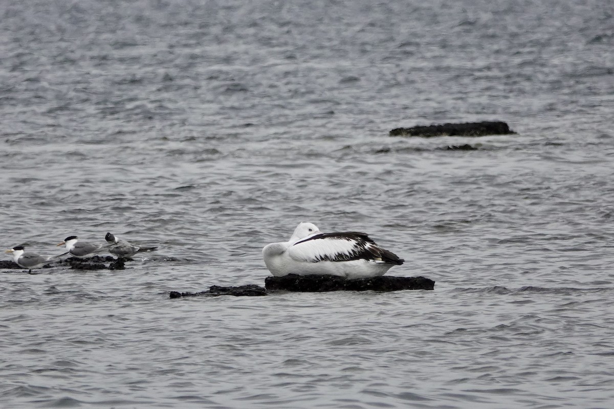 コシグロペリカン - ML647169893