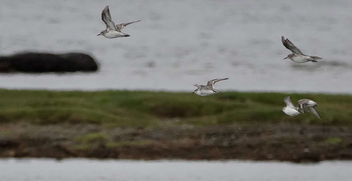 トウネン - ML647169905