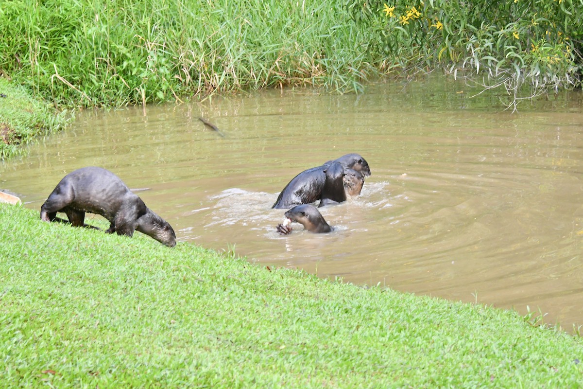 Smooth-coated Otter - ML647169922