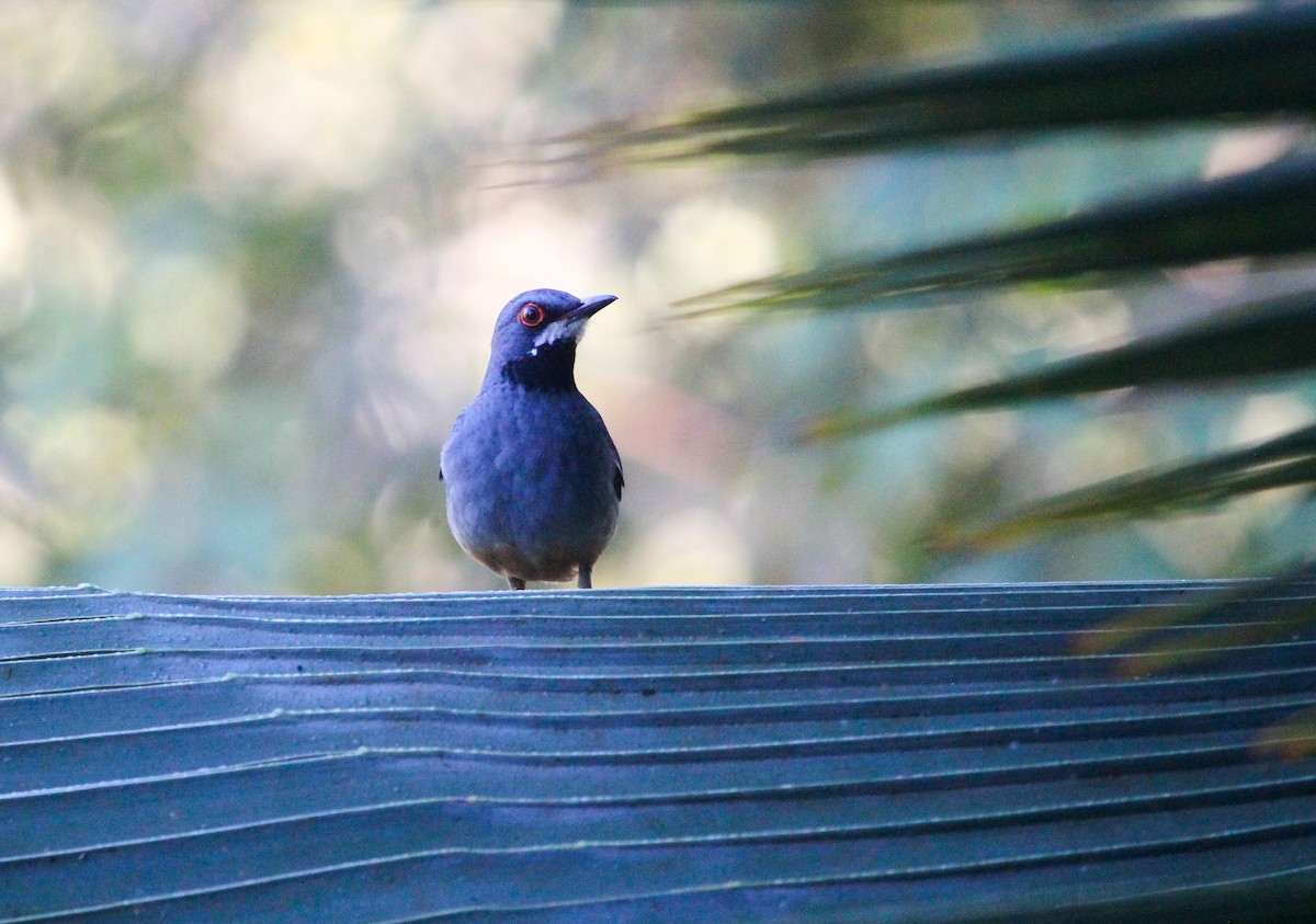 Western Red-legged Thrush - ML647169933