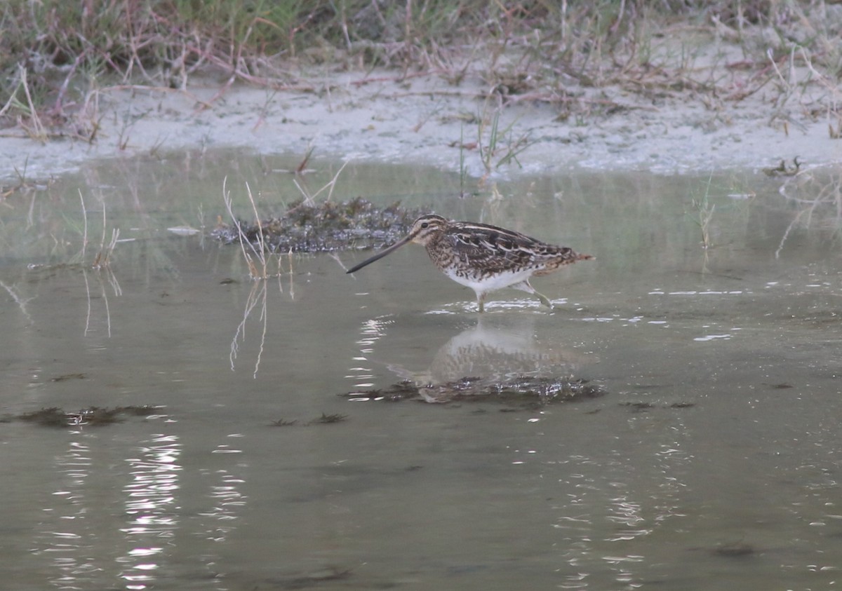 חרטומית ביצות - ML647169934