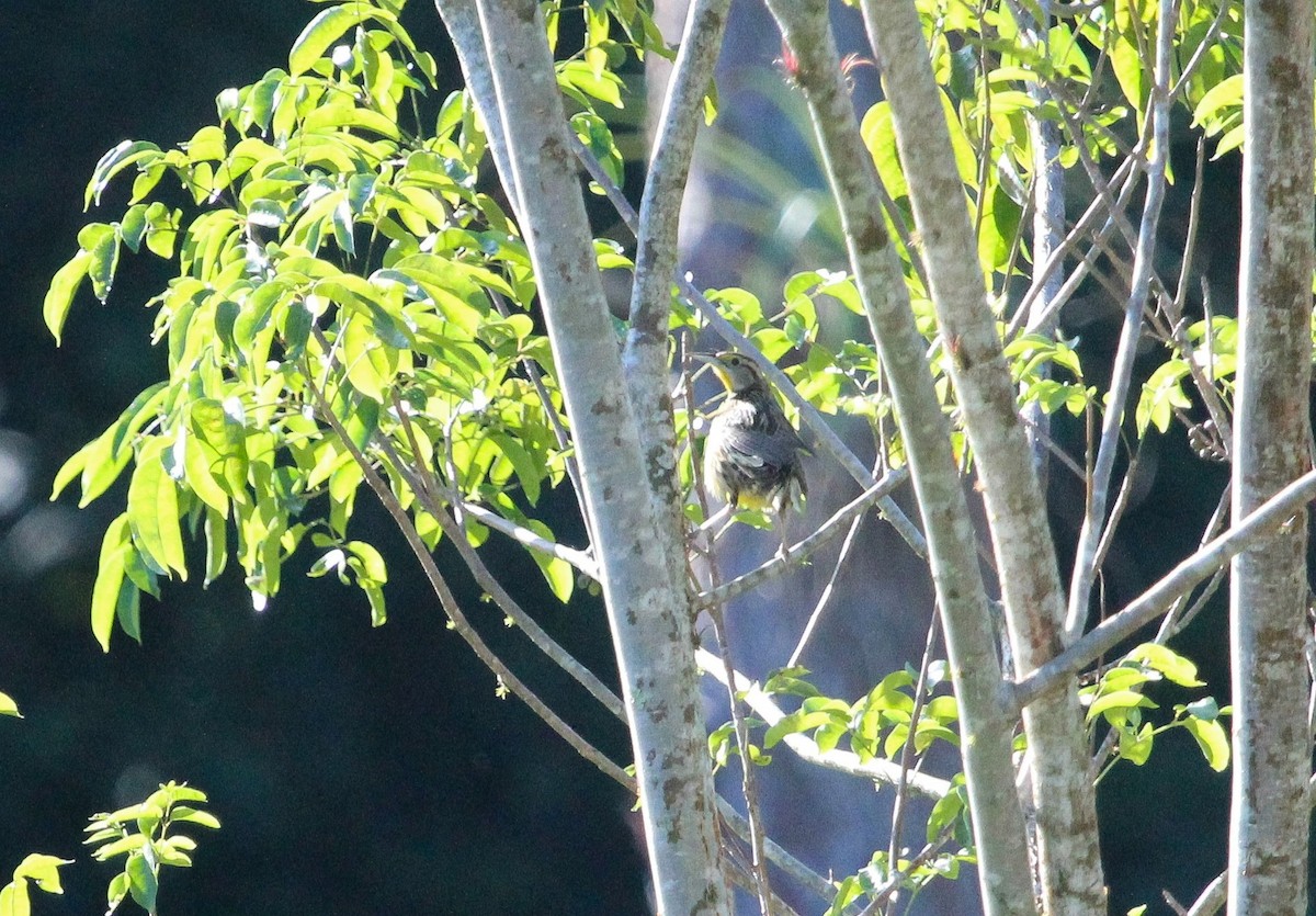 Eastern Meadowlark (Cuban) - ML647169935