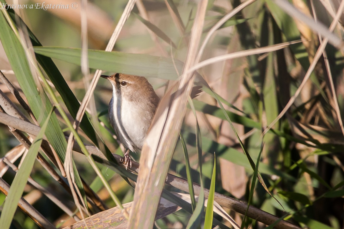 Seidensänger - ML647169943