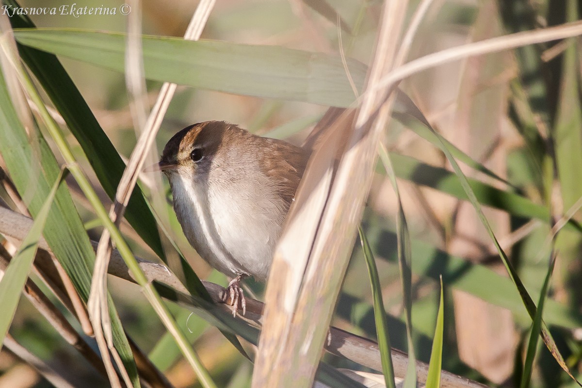 Seidensänger - ML647169944
