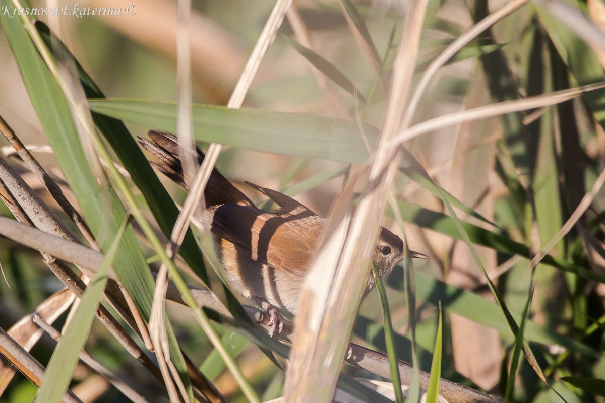 Seidensänger - ML647169945