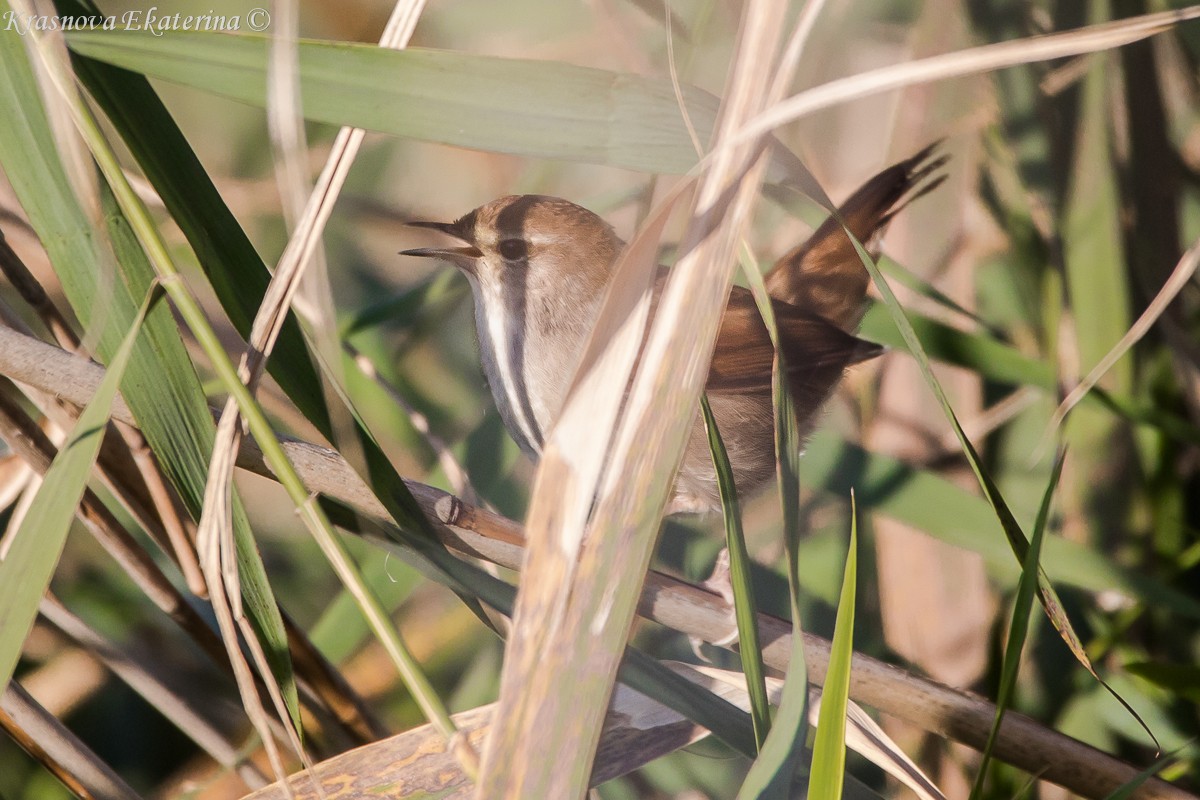 Seidensänger - ML647169946