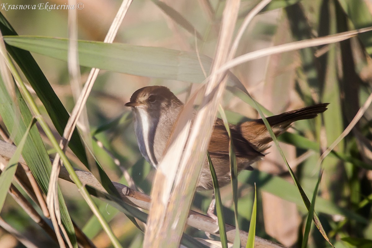 Seidensänger - ML647169947