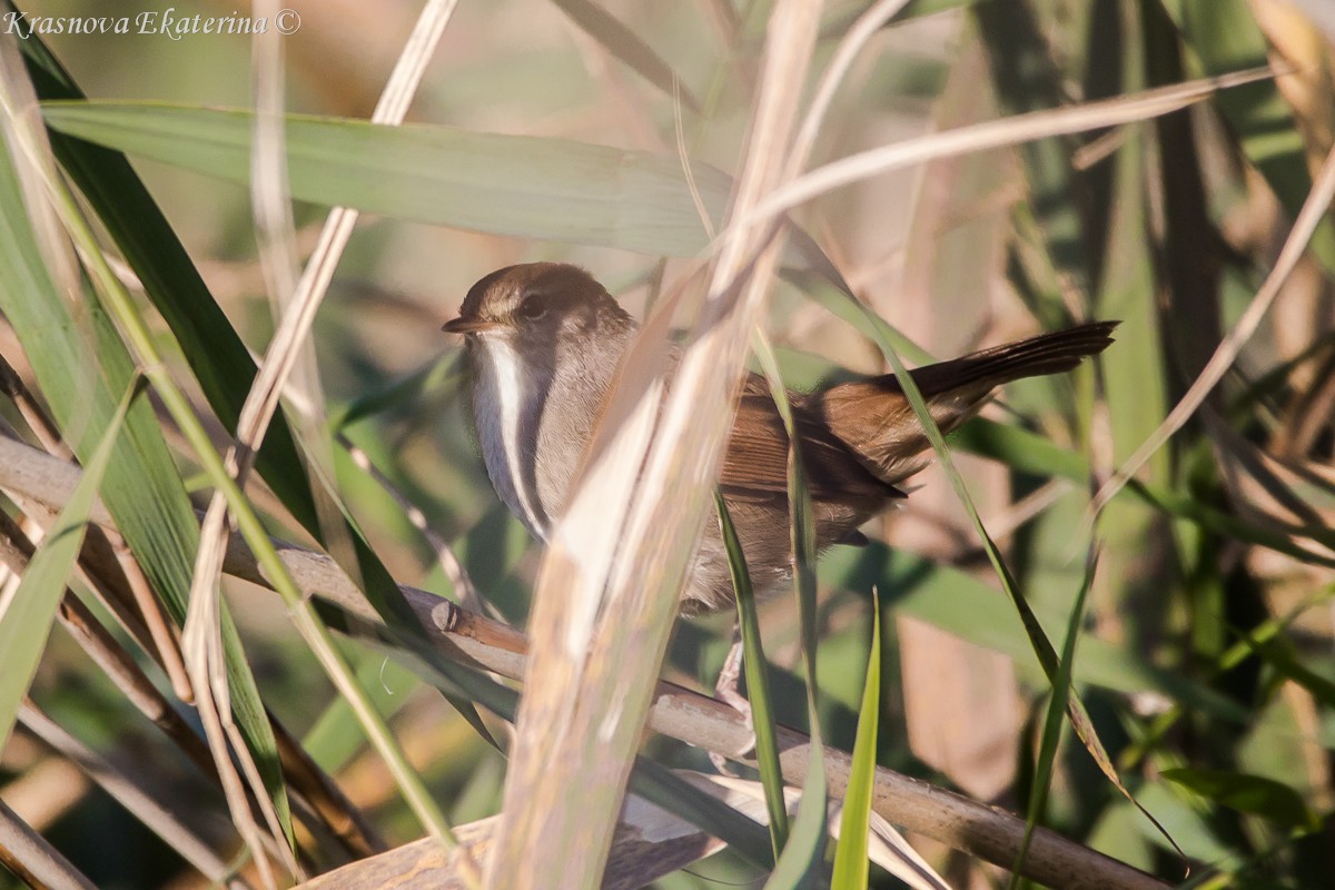 Seidensänger - ML647169948