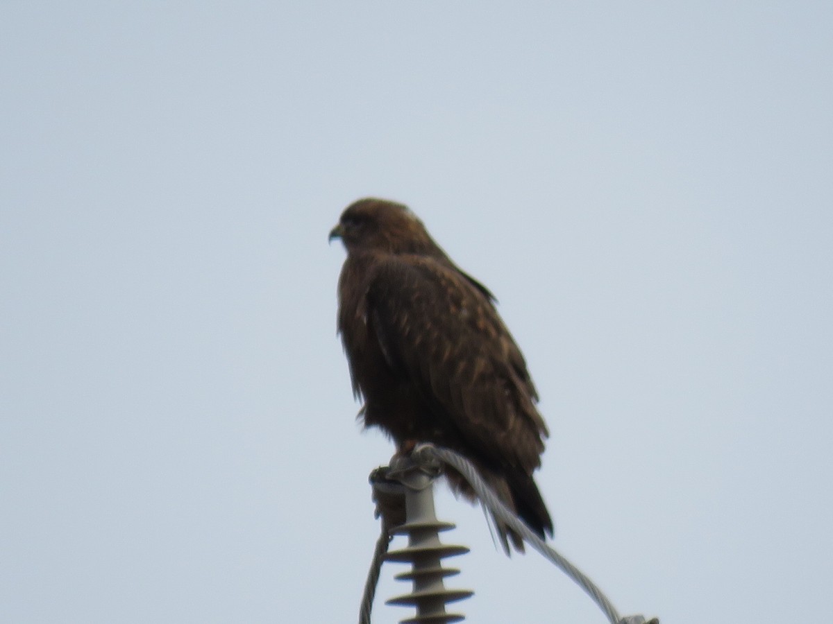 ヨーロッパノスリ - ML647169950