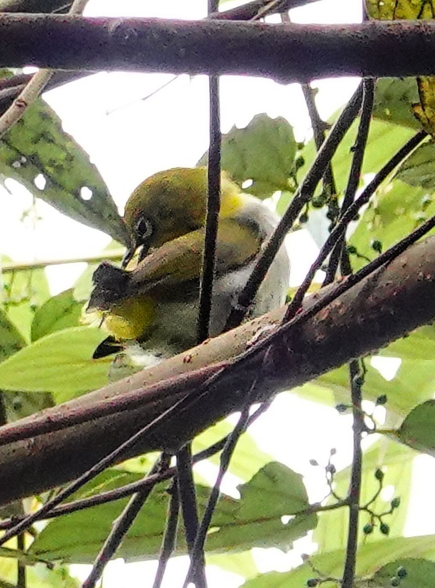 インドメジロ - ML647169954