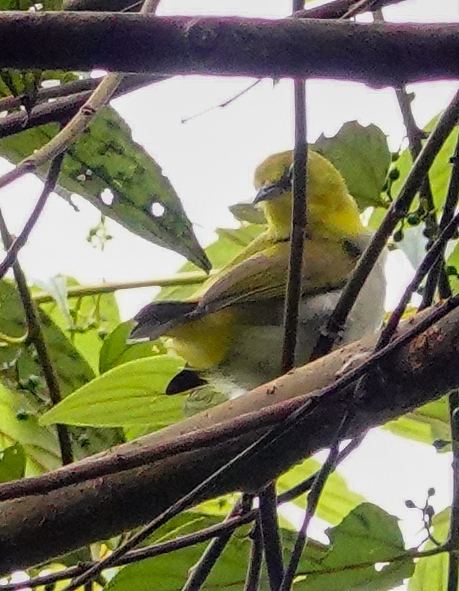 インドメジロ - ML647169955