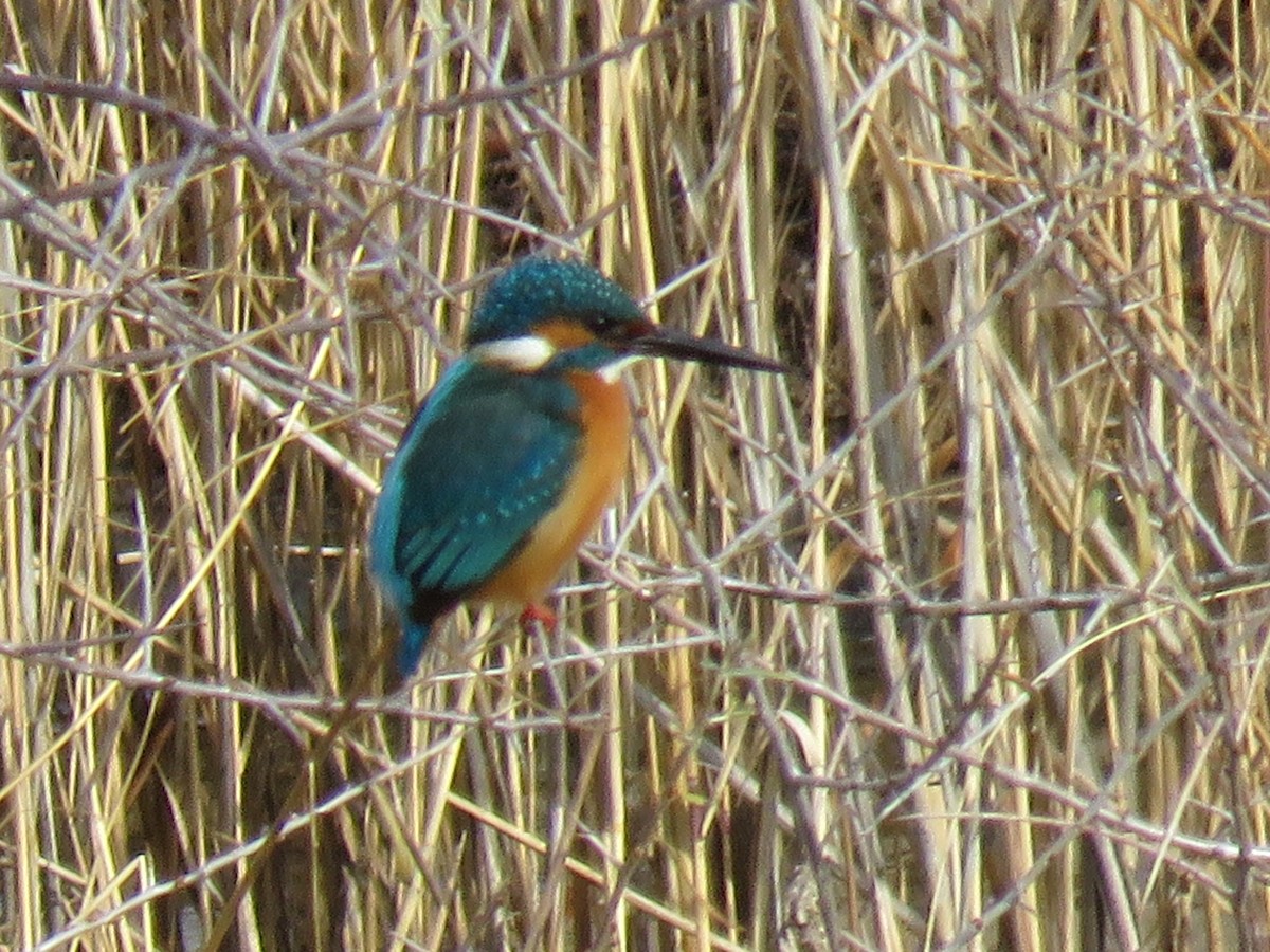 カワセミ - ML647169956