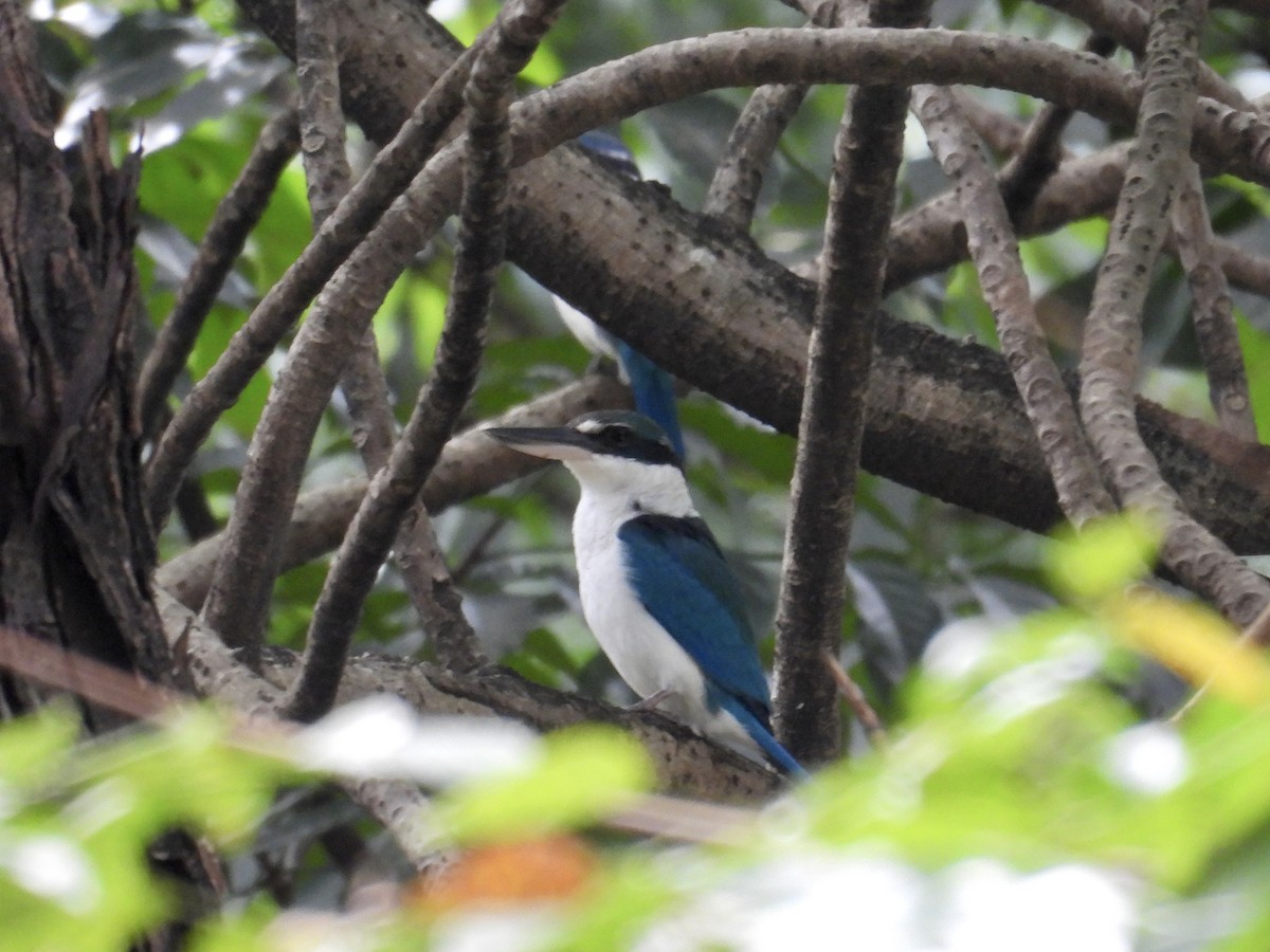 ナンヨウショウビン - ML647169957