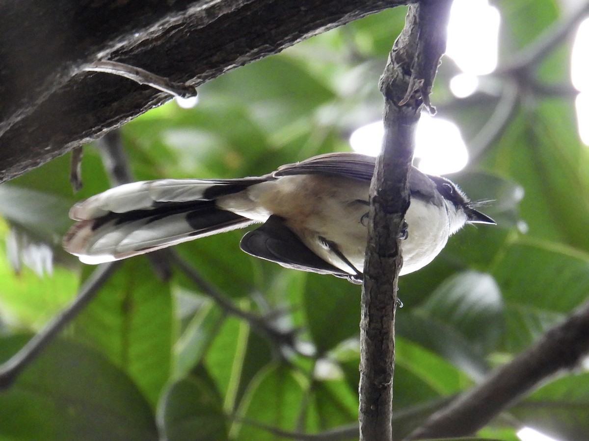 フィリピンオビオウギビタキ - ML647169960