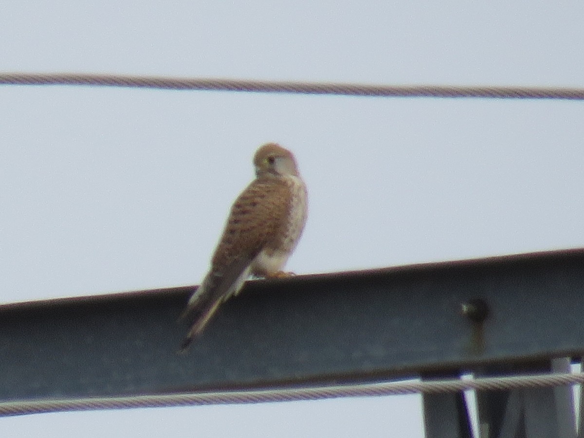 チョウゲンボウ - ML647169961