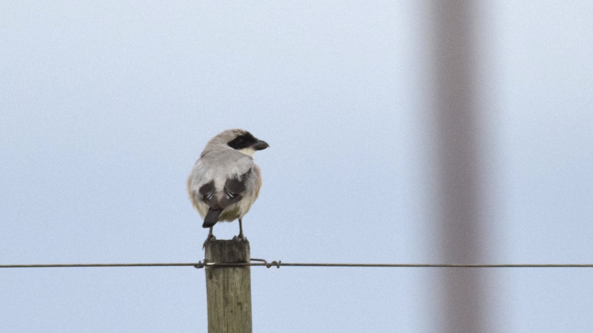 ヒメオオモズ - ML647169962