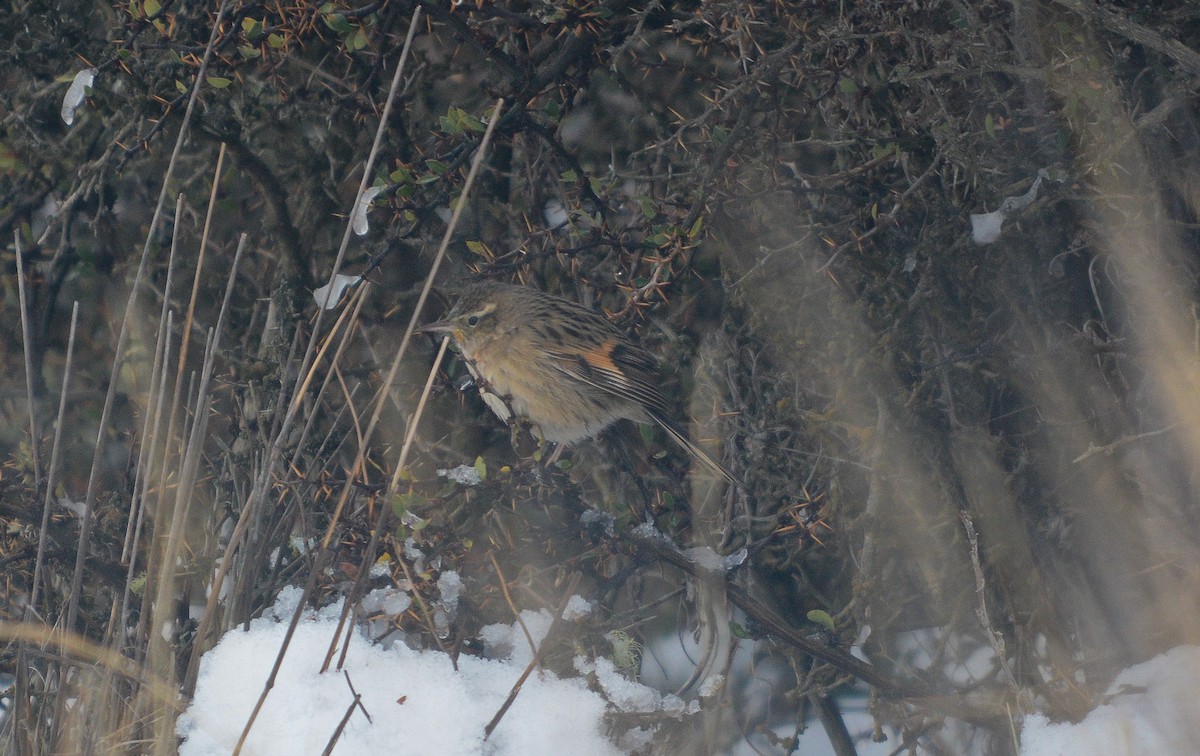 シロアゴカマドドリ - ML647169963