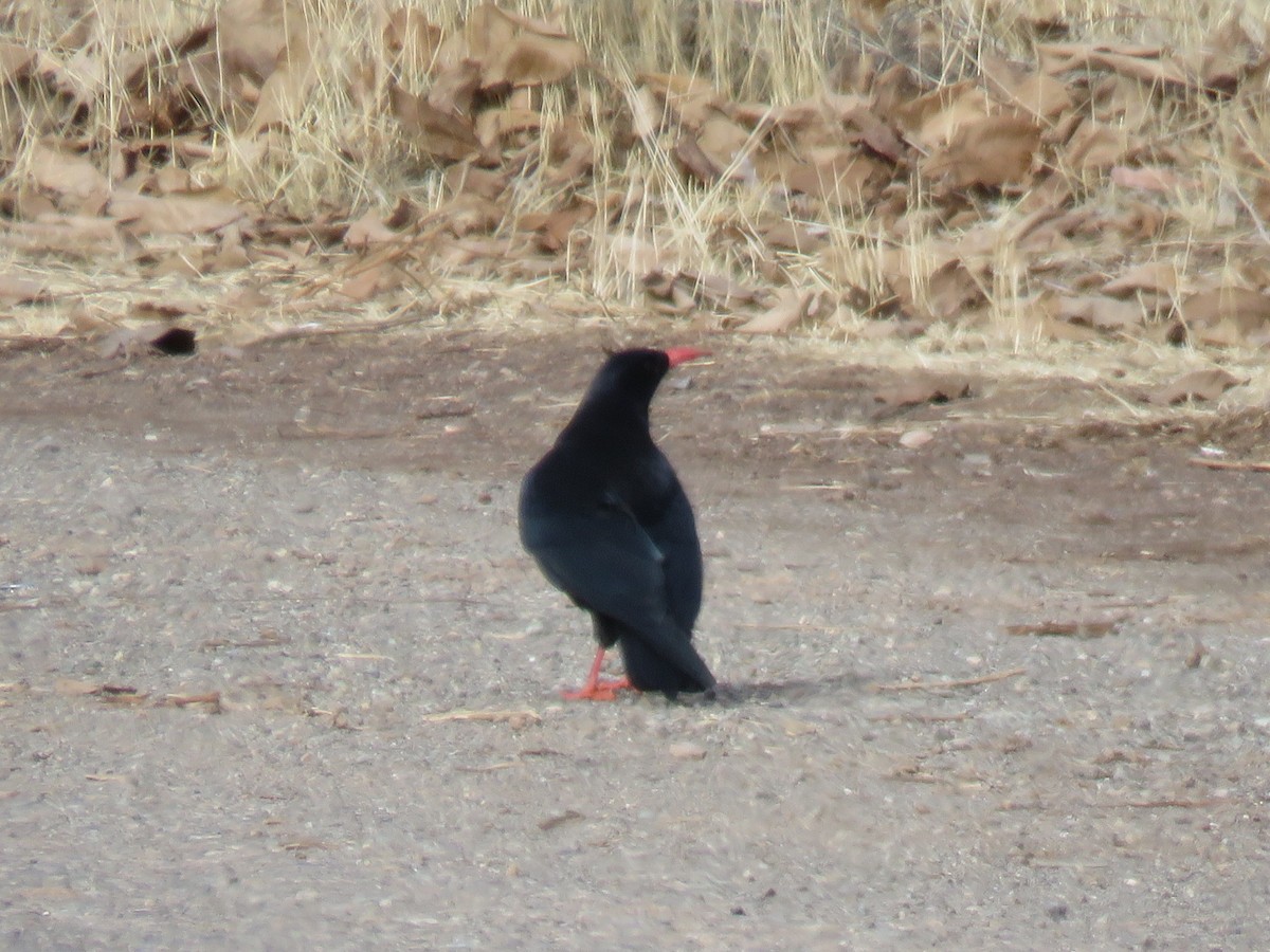 ベニハシガラス - ML647169964