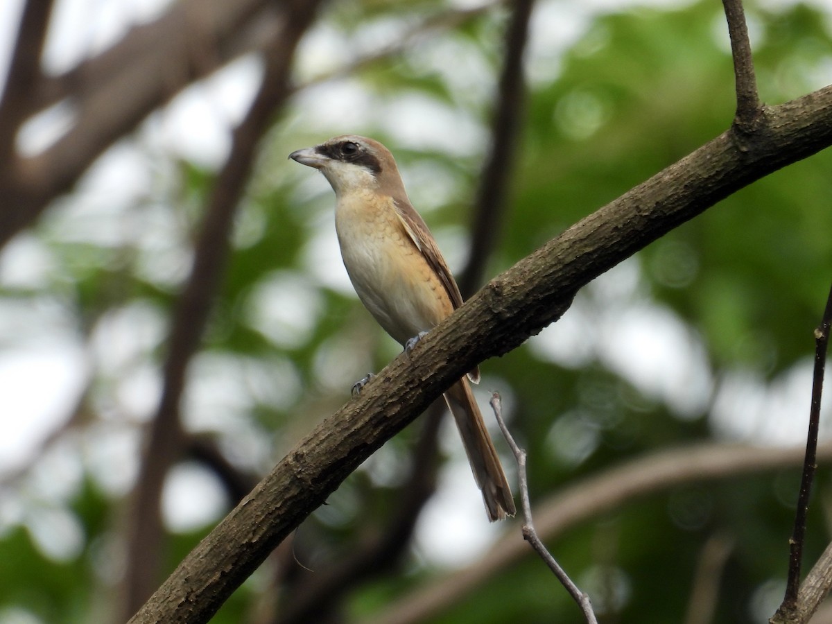 アカモズ - ML647169965